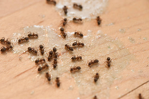 Best Affordable Pest Control Services  in Del Mar, CA